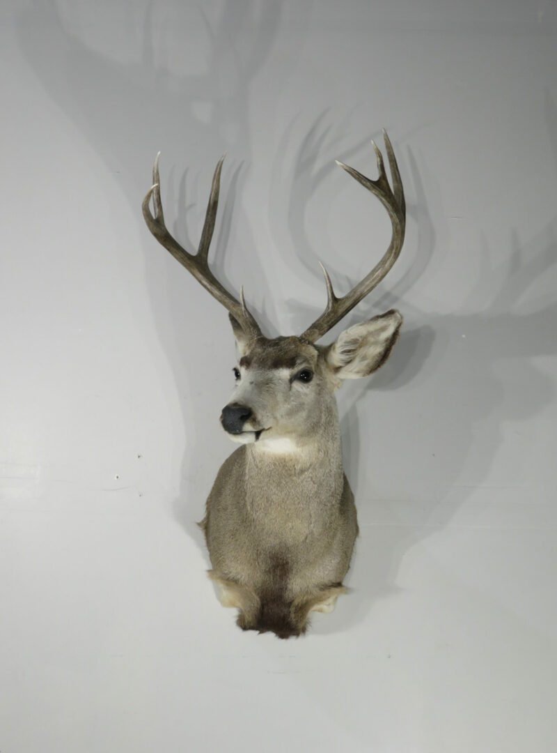 Mule Deer Taxidermy