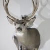 Mule Deer Taxidermy