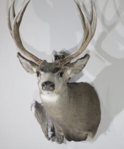 Mule Deer Taxidermy