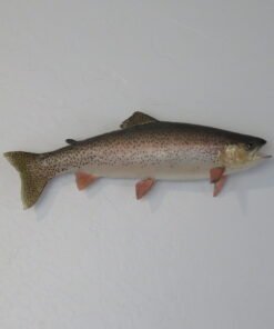 Rainbow Trout real skin taxidermy. F-106RT
