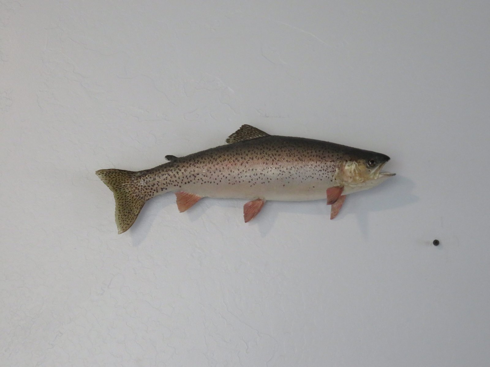 Rainbow Trout real skin taxidermy. F-106RT