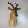 African Puku Taxidermy