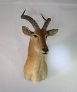African Puku Taxidermy