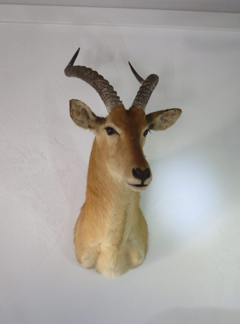 African Puku Taxidermy