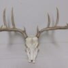Whitetail European Mount W-122E