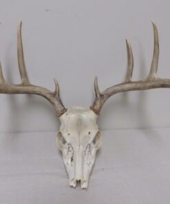 Whitetail European Mount W-122E