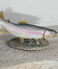 Trout Taxidermy