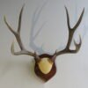 Mule Deer Rack on Wood Plaque 