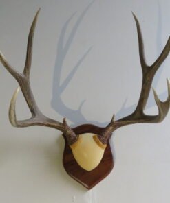 Mule Deer Rack on Wood Plaque 