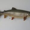 Lake Trout Taxidermy