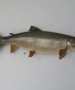 Lake Trout Taxidermy