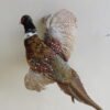 Bird Taxidermy For Sale