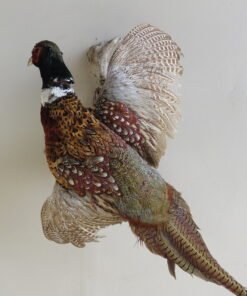 Bird Taxidermy For Sale
