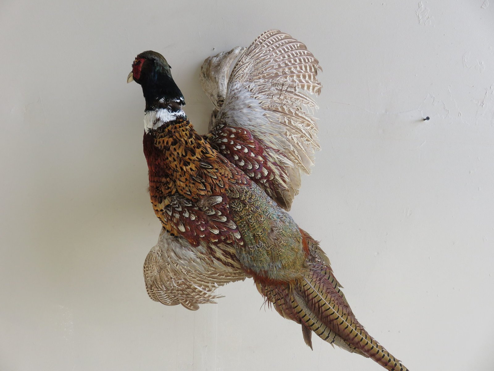Bird Taxidermy For Sale