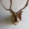 Barren Ground Caribou Shoulder Mount