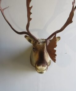 Barren Ground Caribou Shoulder Mount