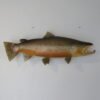 Brown Trout Taxidermy Reproduction Mount 28″ F-103BR