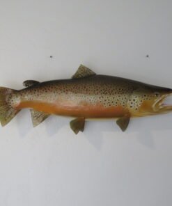 Brown Trout Taxidermy Reproduction Mount 28″ F-103BR