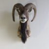 Corsican Ram Shoulder Mount
