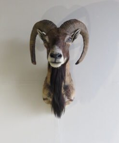 Corsican Ram Shoulder Mount