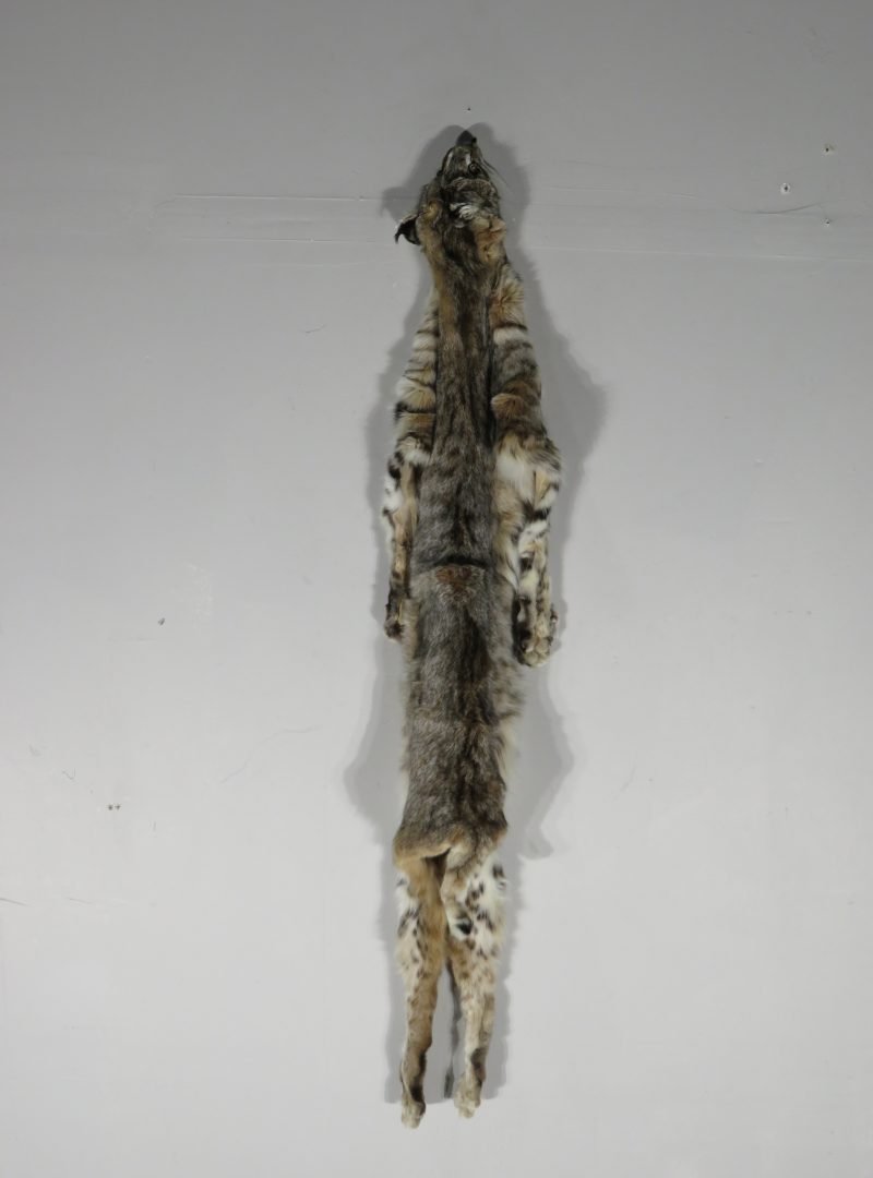 Bobcat Taxidermy Pelt