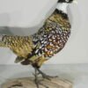 Reeves Pheasant Taxidermy
