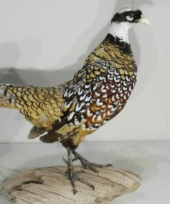 Reeves Pheasant Taxidermy
