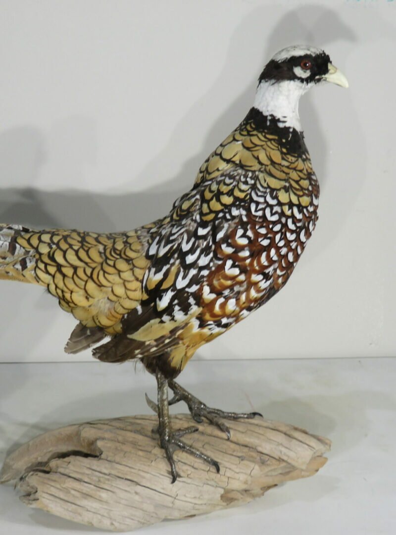 Reeves Pheasant Taxidermy