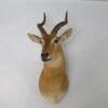 African Puku Taxidermy Mount
