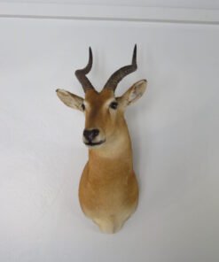 African Puku Taxidermy Mount