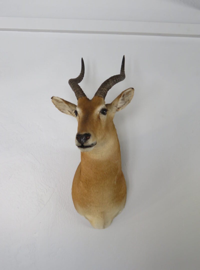 African Puku Taxidermy Mount