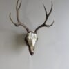 Mule Deer European Mount on Plaque 
