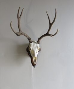 Mule Deer European Mount on Plaque