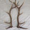 Elk Shed Antlers