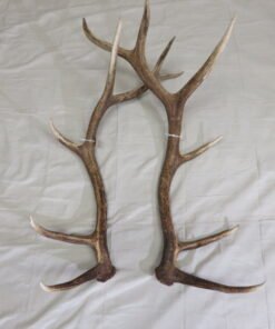 Elk Shed Antlers