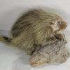 Porcupine Taxidermy Mounts