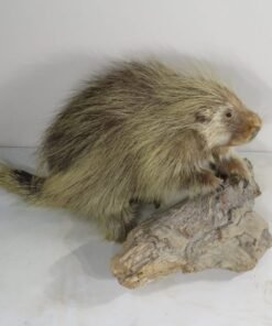 Porcupine Taxidermy Mounts
