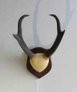 Pronghorn Antelope Horns on Plaque
