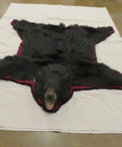Black Bear taxidermy Rug
