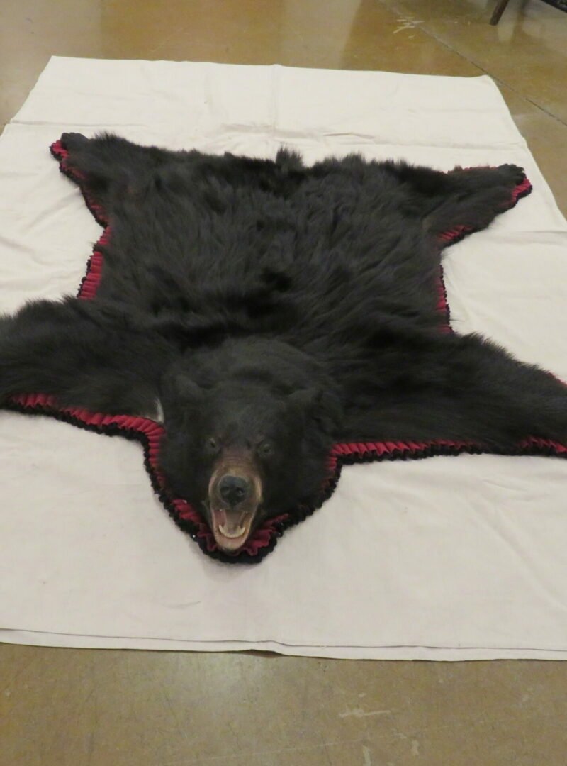 Black Bear taxidermy Rug