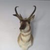 Pronghorn Antelope Taxidermy