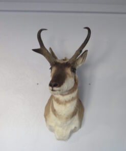 Pronghorn Antelope Taxidermy