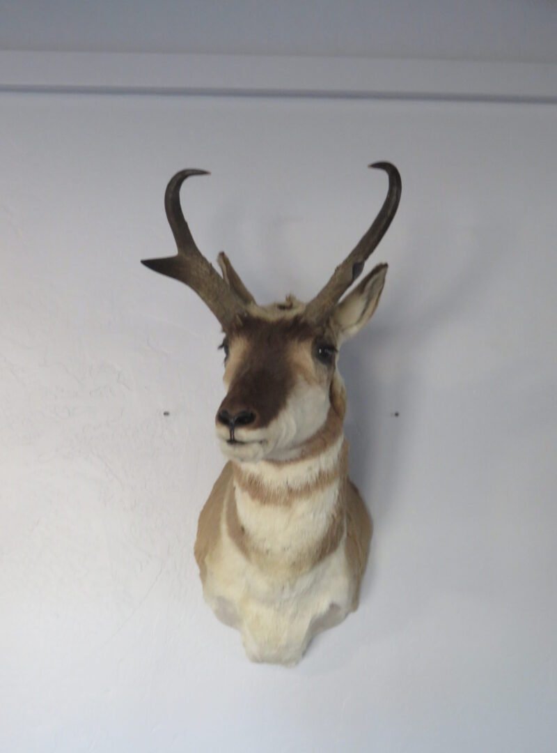 Pronghorn Antelope Taxidermy