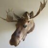 Moose Taxidermy For Sale