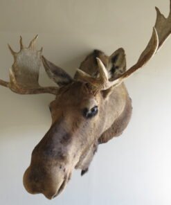 Moose Taxidermy For Sale