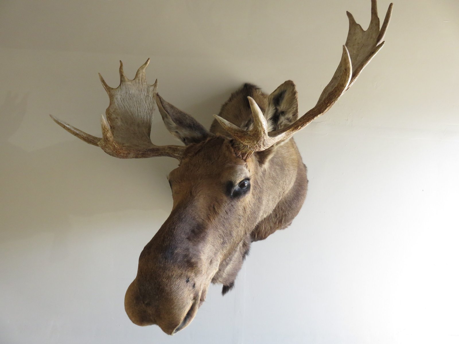 Moose Taxidermy For Sale