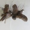 BobWhite Quail (2) Life-Size Mount On Wood