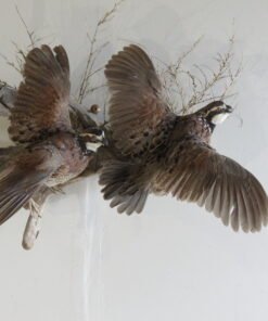 BobWhite Quail (2) Life-Size Mount On Wood 