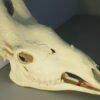 Giraffe Skull For Sale