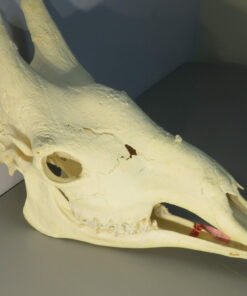 Giraffe Skull For Sale